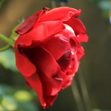 Lejlighed 2682c Slano